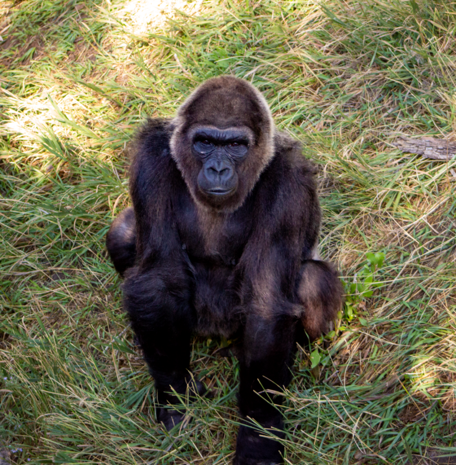 Around Utah: Gorilla is expecting at Utah’s Hogle Zoo